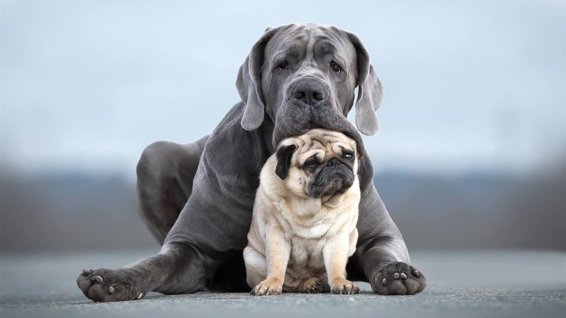 阿什拉夫爆发引领战术革命，澳大利亚式打穿战术能否破解勒沃库森体系？